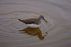 Waldwasserläufer, Tringa ochropus