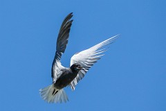 TrauerseeschwalbeChlidonias niger (2)