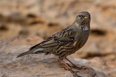 Alpenbraunelle, Prunella collaris (2)