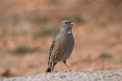 Alpenbraunelle, Prunella collaris (3)