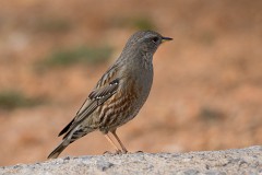 Alpenbraunelle, Prunella collaris (4)