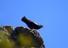 Alpenkrähe, Pyrrhocorax pyrrhocorax (1)