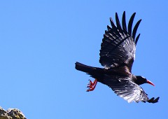 Alpenkrähe, Pyrrhocorax pyrrhocorax (2)