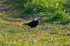 Amsel, Turdus merula (1)