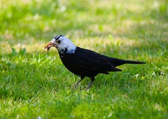 Amsel, Turdus merula (2)