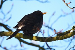 Amsel, Turdus merula (3)