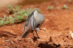 Bachstelze, Motacilla alba (1)