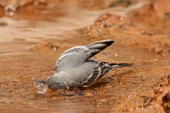 Bachstelze, Motacilla alba (2)