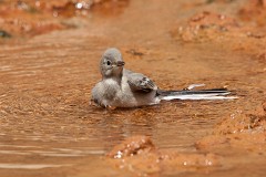 Bachstelze, Motacilla alba (3)