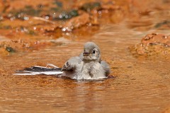 Bachstelze, Motacilla alba (4)