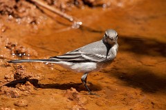 Bachstelze, Motacilla alba (5)