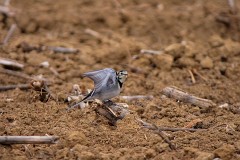 Bachstelze, Motacilla alba (6)