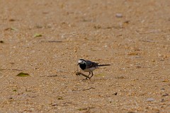 Bachstelze, Motacilla alba (7)