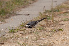 Bachstelze, Motacilla alba (8)