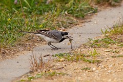 Bachstelze, Motacilla alba (9)