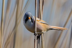 Bartmeise, Panurus biarmicus (1)