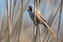 Bartmeise, Panurus biarmicus (2)