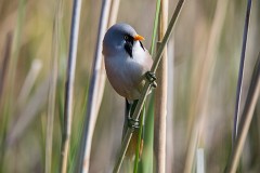 Bartmeise, Panurus biarmicus (3)