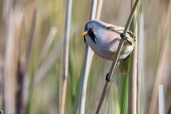 Bartmeise, Panurus biarmicus (4)