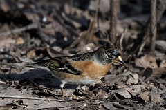 Bergfink, Fringilla montefringilla (1)