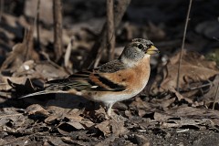 Bergfink, Fringilla montefringilla (2)