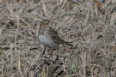Bergpieper, Anthus spinoletta (1)