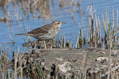 Bergpieper, Anthus spinoletta (2)