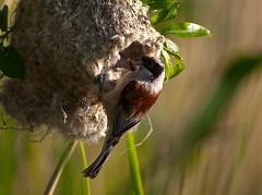 Beutelmeise, Remiz pendulinus (1)