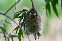 Beutelmeise, Remiz pendulinus (2)