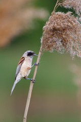 Beutelmeise, Remiz pendulinus (3)