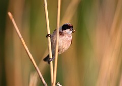 Beutelmeise, Remiz pendulinus (4)