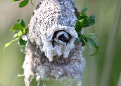 Beutelmeise, Remiz pendulinus (5)