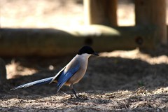 Blauelster, Cyanopica cyanus (1)