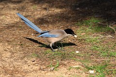 Blauelster, Cyanopica cyanus (2)