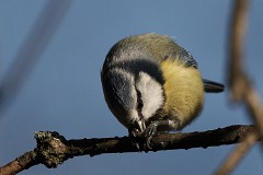 Blaumeise, Cyanistes caeruleus (1)