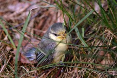 Blaumeise, Cyanistes caeruleus (2)