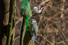 Blaumeise, Cyanistes caeruleus (3)