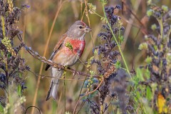 Bluthänfling, Carduelis cannabina (1)
