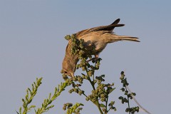 Bluthänfling, Carduelis cannabina (2)