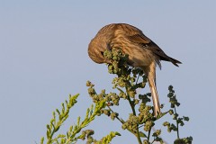 Bluthänfling, Carduelis cannabina (3)