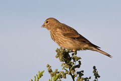 Bluthänfling, Carduelis cannabina (4)