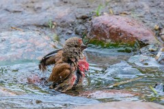 Bluthänfling, Carduelis cannabina (5)
