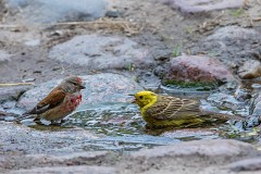 Bluthänfling, Carduelis cannabina (7)