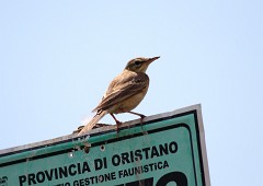 Brachpieper, Anthus campestris (1)