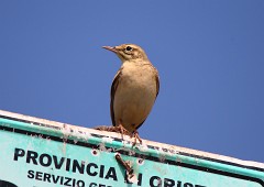 Brachpieper, Anthus campestris (2)