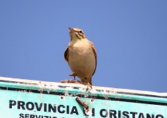 Brachpieper, Anthus campestris (3)