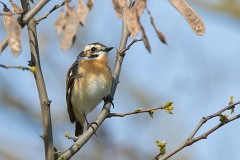 Braunkehlchen, Saxicola rubetra (11)