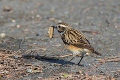 Braunkehlchen, Saxicola rubetra (12)