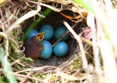 Braunkehlchen, Saxicola rubetra (13)
