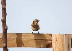 Braunkehlchen, Saxicola rubetra (14)